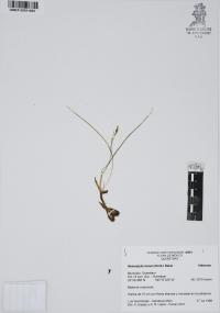 Nemastylis tenuis image